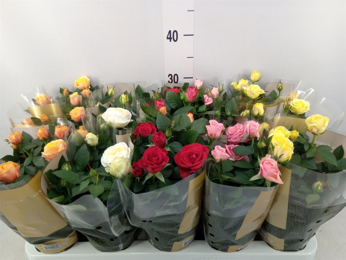 <h4>Rosa  'Kordana Grande'   ...mix</h4>