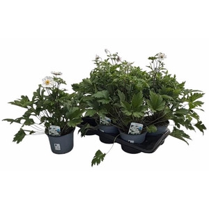 ANEM HUPEHENSIS
