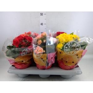 Begonia elat. DU   ...mix