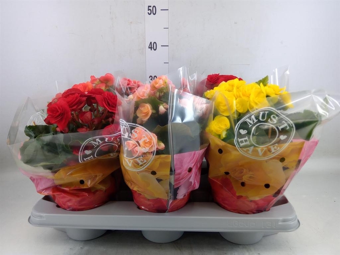 <h4>Begonia elat. DU   ...mix</h4>