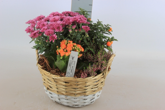 <h4>ARR TUINPLANTEN</h4>