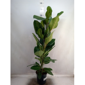 Ficus benghalensis 'Joy'