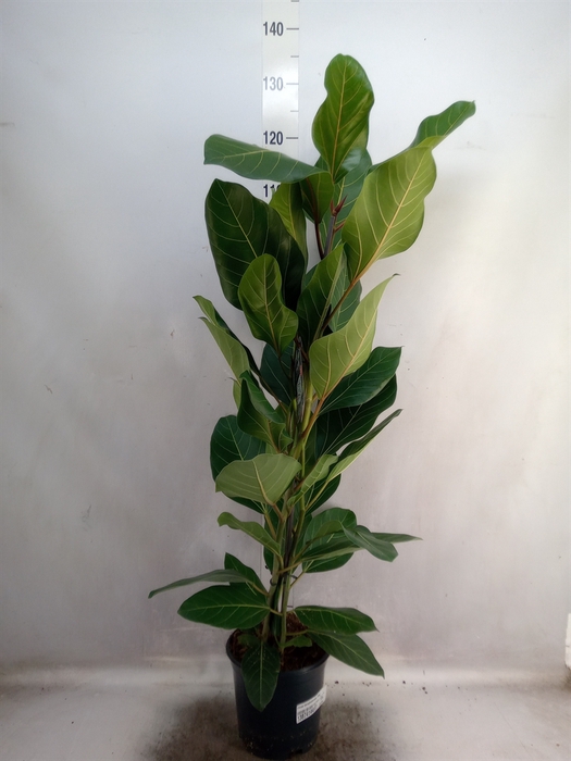 Ficus benghalensis 'Joy'