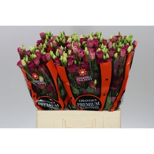 Eust Du Arosa Red 65cm
