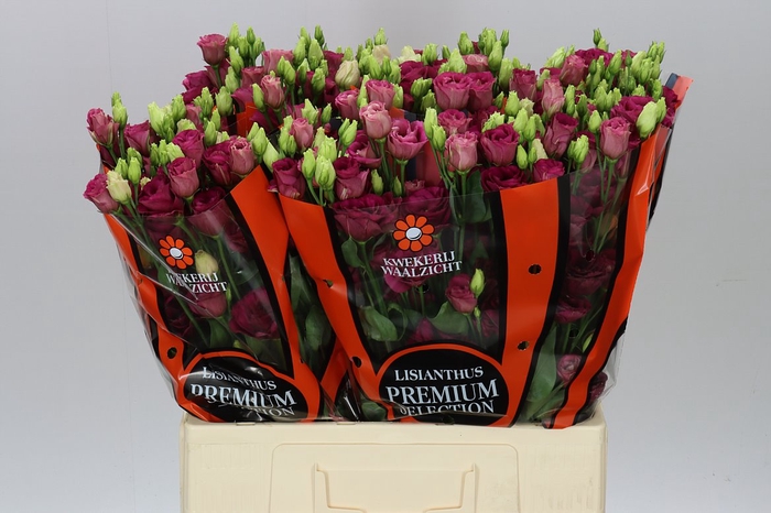 <h4>Eust Du Arosa Red 65cm</h4>