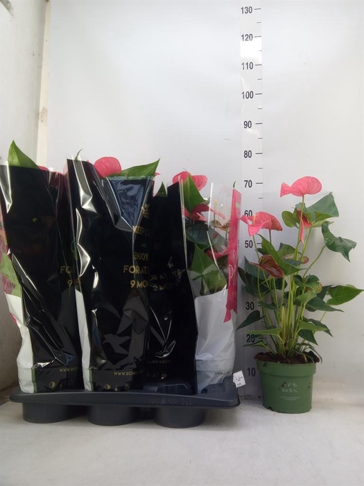 <h4>Anthurium andr. 'Maine'</h4>