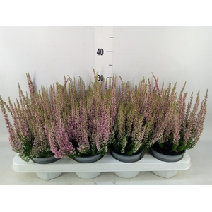 Calluna vulg. 'Beauty L Mia'