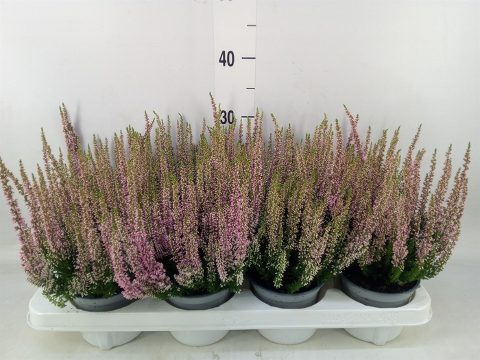 <h4>Calluna vulg. 'Beauty L Mia'</h4>