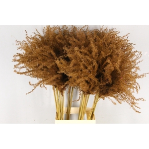 DF Miscanthus 90cm Brown