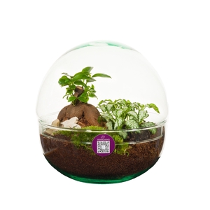 Wardians Terrarium - Earth medium