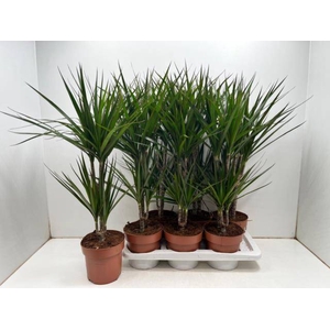 DRA MARGINATA
