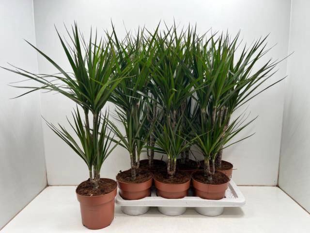 <h4>DRA MARGINATA</h4>
