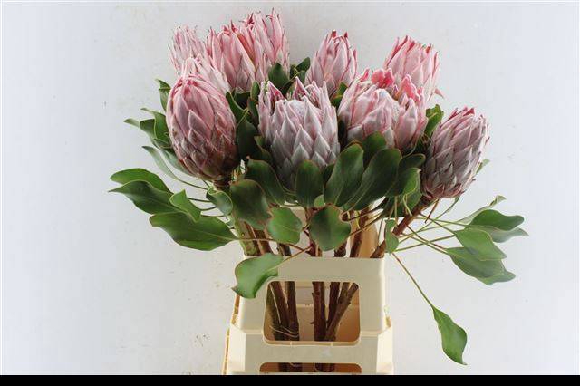 <h4>PROTEA CYNAROIDES</h4>