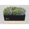 Oxypetalum Tweedia Blue