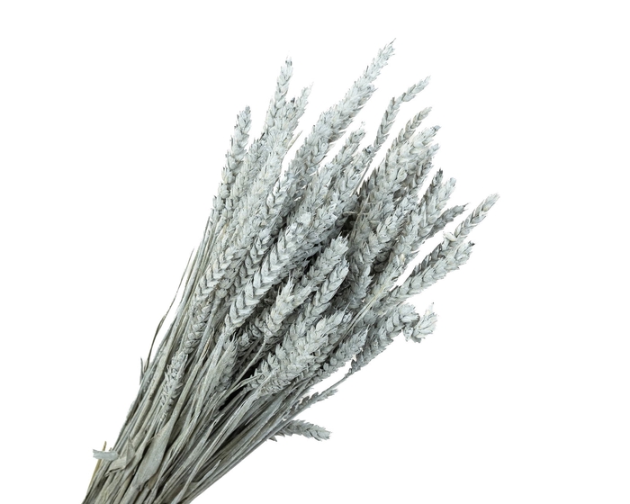 Tarwe Grey Wash