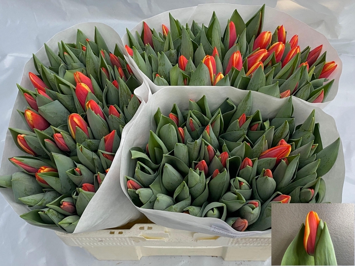 <h4>TU EN KILLERBODY</h4>