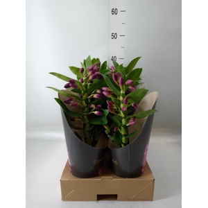 Dendrobium nob. 'Bouquet Prpl Rain'