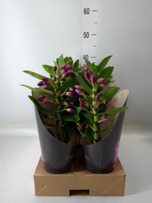 <h4>Dendrobium nob. 'Bouquet Prpl Rain'</h4>