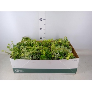 Hedera helix 'White Wonder'