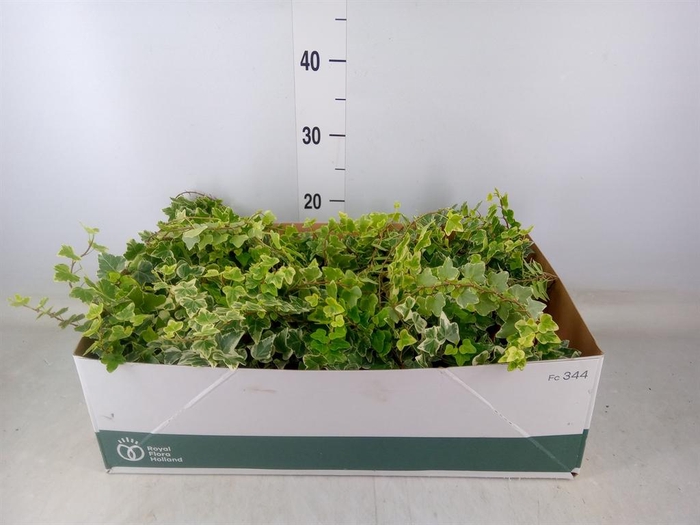 <h4>Hedera helix 'White Wonder'</h4>