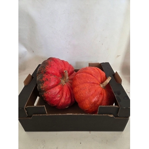 CUCURBITA