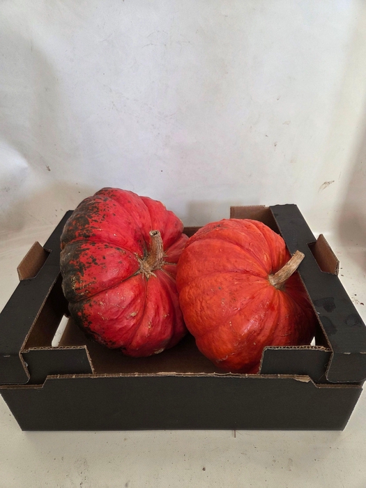 <h4>CUCURBITA</h4>