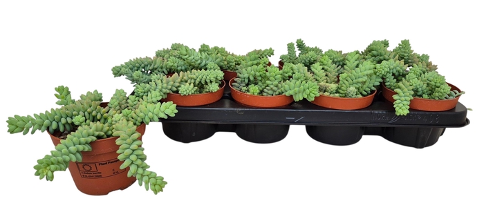 <h4>SEDUM BURRITO</h4>