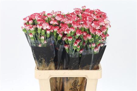 <h4>Di Tr Minuetto</h4>