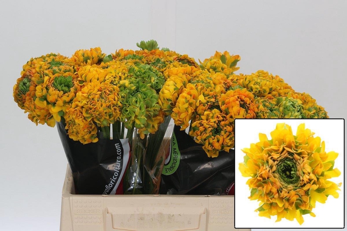 <h4>RAN PON PON MERLINO</h4>