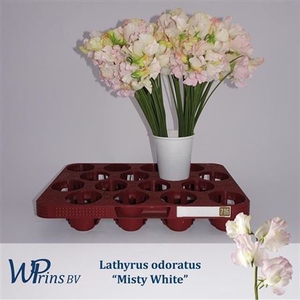 Lathyrus Mist White