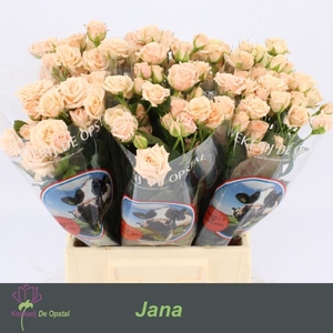 R Tr Jana