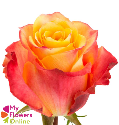 <h4>R Gr Cherry Brandy Orange 50cm EC</h4>