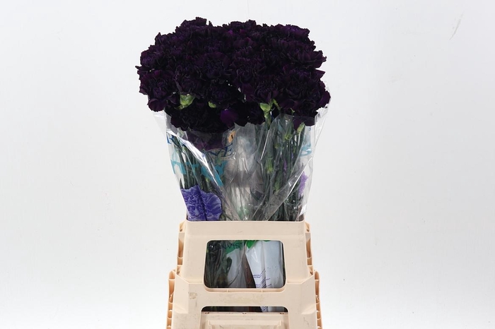 <h4>Di St Fl Moonvista</h4>