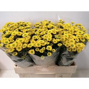 CHR SAN AAA SKIPPY CHR S AAA SKIPPY