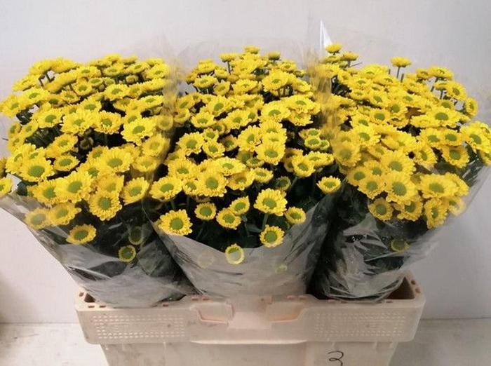 <h4>CHR SAN AAA SKIPPY CHR S AAA SKIPPY</h4>