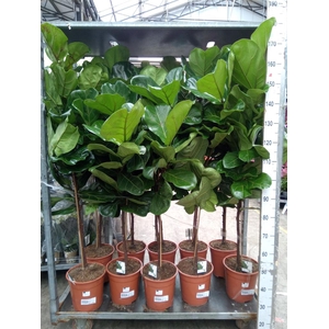 Ficus   ...
