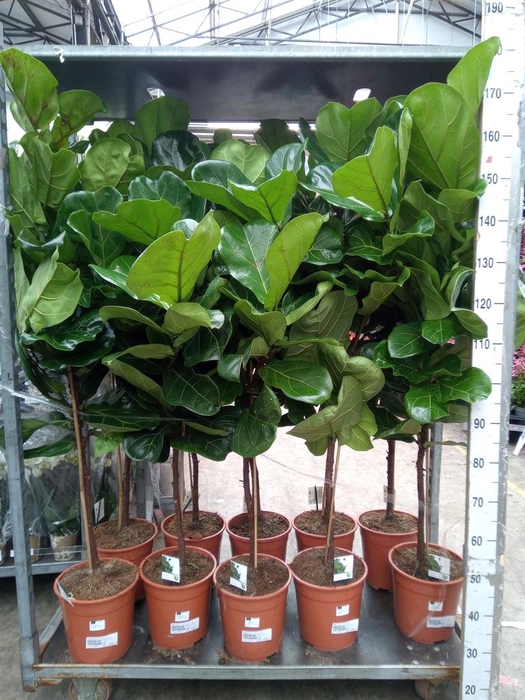 <h4>Ficus   ...</h4>