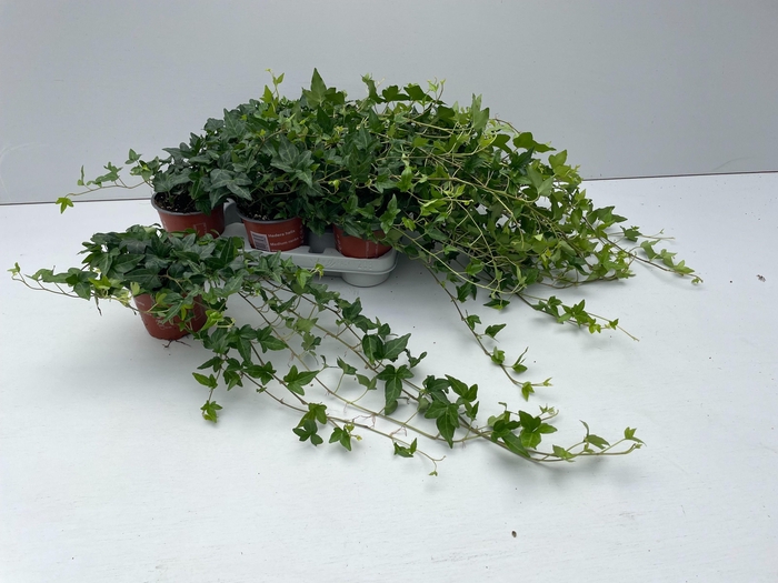 <h4>Hedera Shamrock Rank 35cm</h4>