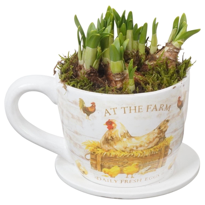 <h4>Arr.  Narcissus Tete Tete L%</h4>