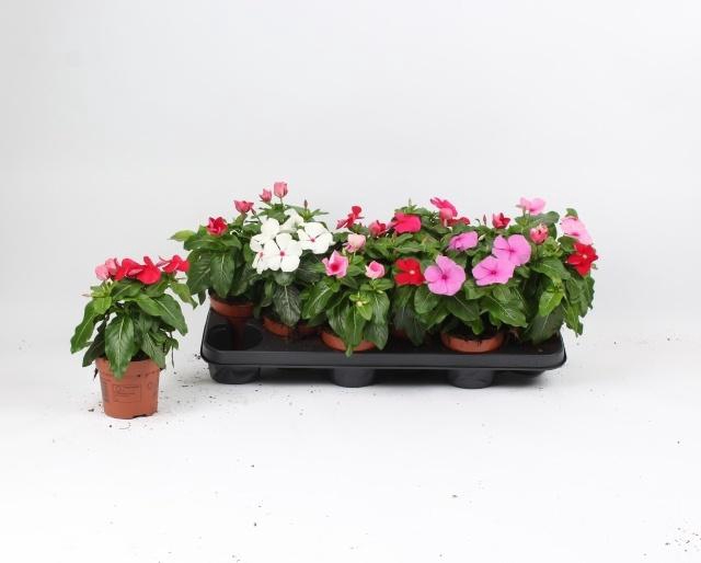 <h4>CATHARANTUS MIX</h4>