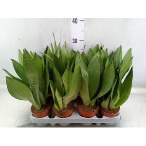 Sansevieria trifa. 'Moonshine'