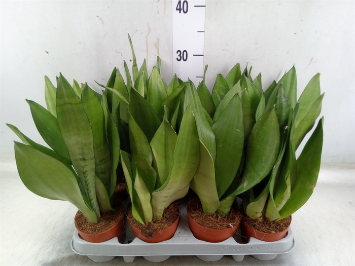 <h4>Sansevieria trifa. 'Moonshine'</h4>