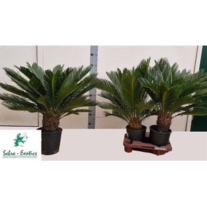Cycas Revoluta (Cites) 21Ø 60cm 18v