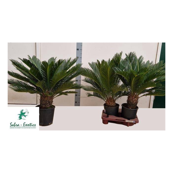 <h4>Cycas Revoluta (Cites) 21Ø 60cm 18v</h4>