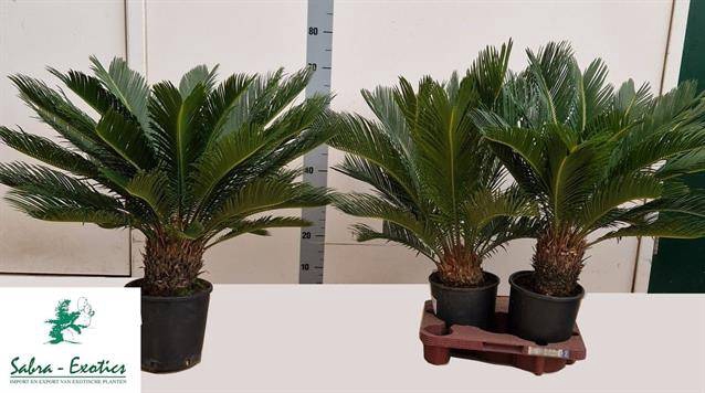 Cycas Revoluta (Cites) 21Ø 60cm 18v
