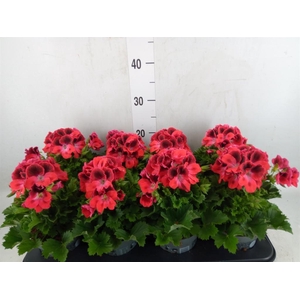 Pelargonium gran.   ..