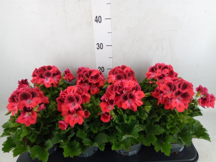 <h4>Pelargonium gran.   ..</h4>