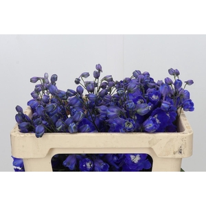 Delph Du Elatum Dewi Blue Star