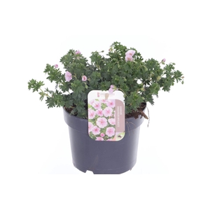 Geranium sang. Apfelblute