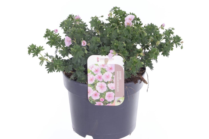 <h4>Geranium sang. Apfelblute</h4>